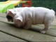  Disponibles chiots bouledogue fran&ccedil;ais l