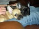  Dispo beaux b&eacute;b&eacute;s type bouledogue franca