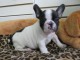  A r&eacute;server 3 chiots bouledogue fran&ccedil;ais