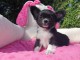  Chiots Chihuahua LOF A DONNER 