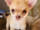 Mignons Chiots Chihuahua