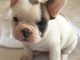 A donner magnifique chiot type Bouledogue fran&ccedil;ais femelle