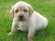 Magnifique et adorable chiot labrador