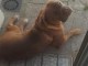 Dog de Bordeaux A l&rsquo;adoption 