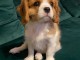 Magnifique Cavalier King Charles Spaniel Femelle