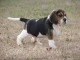 Charmante Chiot Beagle femelle