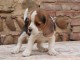 Adorable Chiot Beagle m&acirc;le