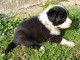Splendide Chiot Border Collie