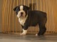 Superbe Chiot Boston Terrier m&acirc;le