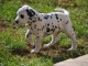 Magnifique Chiot Dalmatien m&acirc;le