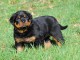 Magnifique Chiot Rottweiler m&acirc;le