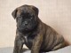 splendide Chiot Bullmastiff m&acirc;le 