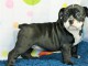 LUCY_Bulldog anglais_Lign&eacute;es de champion