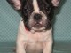 A vendre JACK Race: Bouledogue fran&ccedil;ais Sexe masculin
