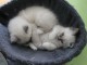 tr&egrave;s beau chatons de race Sacr&eacute; de Birmanie