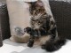 donne chatons main coon pour adoption