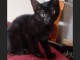 Chaton n&eacute; le 17/07/20 a donner 