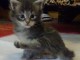 B&eacute;b&eacute;s Chatons maine coon contre bon soin