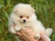 A donner Chiot spitz allemand femelle
