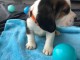 Port&eacute;e Chiots Beagle POUR COMPAGNIE 