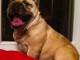 Magnifique chiot bouledogue fran&ccedil;ais 