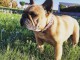 Magnifique chiot bouledogue fran&ccedil;ais 