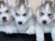 Magnifique Chiots Husky Sib&eacute;rien disponible de suite