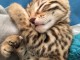 3 Chatons Bengal LOOF