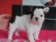 Adorable et magnifique chiots Bouledogue fran&ccedil;ais
