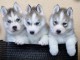 Magnifiques chiots husky sib&eacute;rien disponibles de suite 