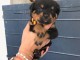 Chiots rottweiler &agrave; donner