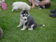 Magnifique chiots husky Sib&eacute;rien a donner contre bon soin 