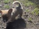 A donner Chiots Welsh Corgi Pembroke pour personne s&eacute;rieuse