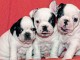 A donner 5 chiots Bouledogue Fran&ccedil;ais