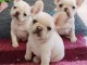 Chiots bouledogue fran&ccedil;ais Loulou