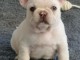 Chiots bouledogue fran&ccedil;ais Loulou