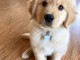 Golden retriever puppy ready for Adoption 