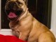 Magnifique bouledogue fran&ccedil;ais