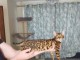 Chaton Bengal X r&eacute;serv&eacute;