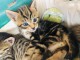  Port&eacute;e chatons Bengal &acirc;g&eacute;s de 3 mois