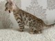 Chaton Bengal exquis ** r&eacute;serv&eacute; **
