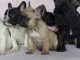 Chiots bouledogue fran&ccedil;ais &agrave; vendre