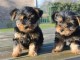 Petits chiots Yorkie Teacup &agrave; vendre