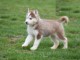 Magnifique chiots husky Sib&eacute;rien a donner contre bon soin 