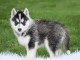 Magnifique chiots husky Sib&eacute;rien a donner contre bon soin 