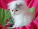 Magnifique chatons persans a donner