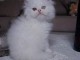 Magnifique chatons persans a donner