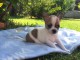 Magnifique chiot Chihuahua femelle &agrave; donner