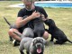 Chiots Cane Corso &agrave; donner