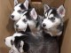  DISPOBIBLE CHIOT DE TYPE HUSKY SIBERIEN